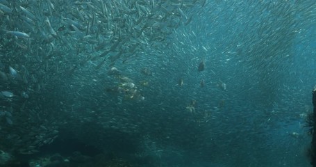 Yellow snapper (Lutjanus argentiventris), hunting sardines, reefs of Sea of Cortez, Pacific ocean. Espiritu santi island, Baja California Sur, Mexico. 