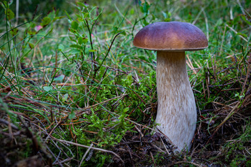 Boletus edulis growing in the forest. Boletus edulis Bull in a forest glade in Central Europe.