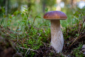 Boletus edulis growing in the forest. Boletus edulis Bull in a forest glade in Central Europe.