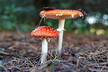 A poisonous mushroom with red hats growing in the forest. Toadstools growing in Central Europe.
