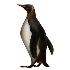 penguin on blue background