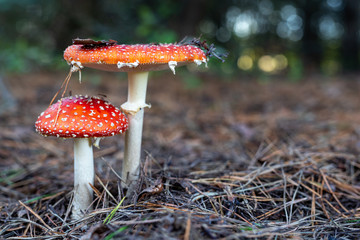 A poisonous mushroom with red hats growing in the forest. Toadstools growing in Central Europe.
