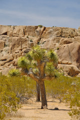 Joshua trees and Gneiss Rocks in and around Joshua Tree national park bordering the Colorado and...