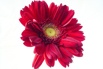 Closeup of a red gerbera with white background