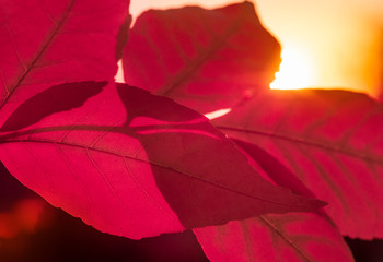 Close-up red leaves on the sunset. Nature background.