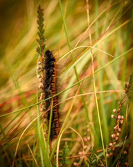 Caterpillar on leaf surrounded by tall grass