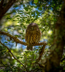 Morpork Owl perched on a branch in Fiordland National Park