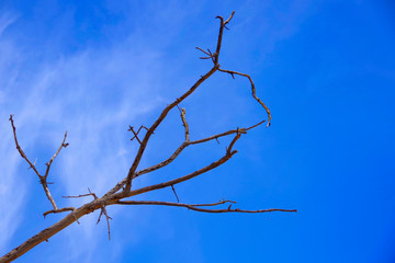 Fototapeta na wymiar Dry branch of an old tree against the blue sky.