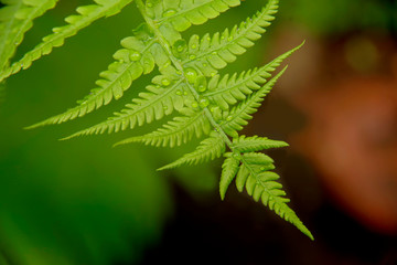 Fern leaf Green floral background.