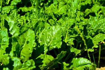 Closeup of young sugar beet plants partially translucent in grazing sunlight in Bavaria, Germany