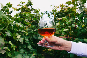 Girl holds a cognac glass in the grape fields. Snifter with alcohol on grapevine background.