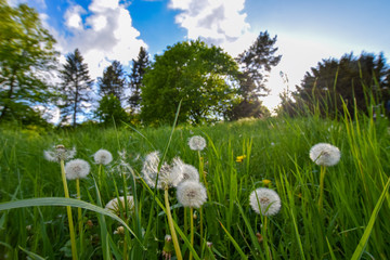 some dandelions