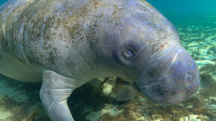 Close up of a West Indian Manatee (Trichechus manatus) swimming to their morning feeding grounds. 