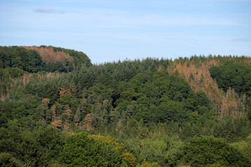 Gesunde Laubbäume und abgestorbene Nadelbäume im Gelbachtal im Westerwald Nähe Montabaur Mitte September 2019 - Stockfoto