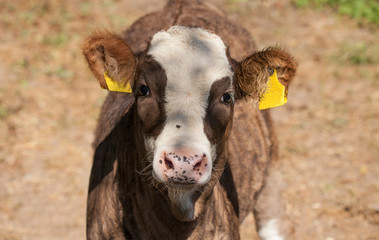 baby cow at the farm. closeup