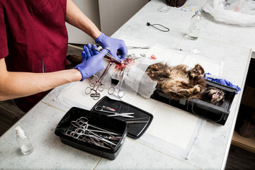 Sterilization of a cat. Abdominal surgery on the uterus close-up. Veterinary cat surgery,...
