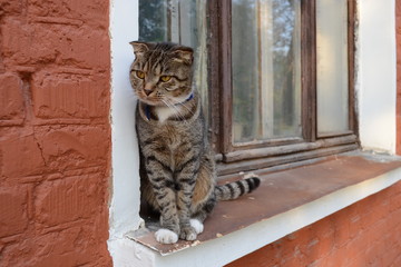 Cute tabby cat is sitting on the windowsill.