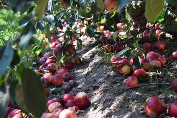 Montón de manzanas caídas en el suelo