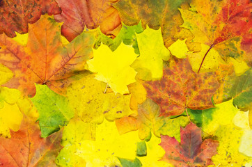Naklejka na ściany i meble Bright autumn maple leaves texture. Autumn natural carpet.