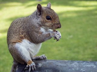 Grey squirrel in a London Park eating nuts. Landscape format.