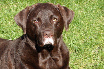 Fototapeta premium Brauner Labrador Rüde