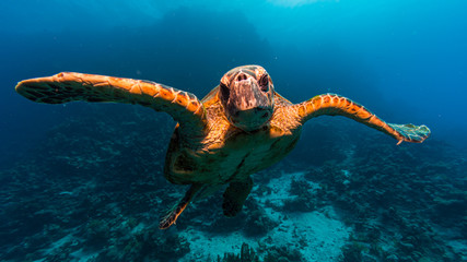 Schildkröte vor blauem Hintergrund beim Tauchen in Ägypten