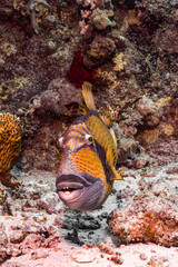 Großer Drückerfisch beim Tauchen im Portrait