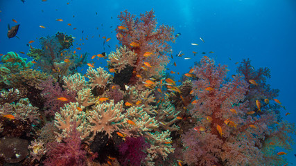 Plakat Bunter Fischschwarm um Koralle vor blauem Hintergrund