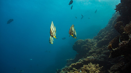 Fototapeta na wymiar Fledermausfische beim Tauchen im Korallenriff in Ägypten