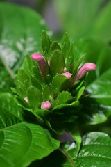 flower in the garden