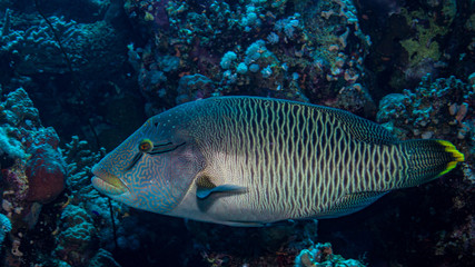 Obraz premium Junger Napoleonlippfisch beim Tauchen im Korallenriff in Ägypten