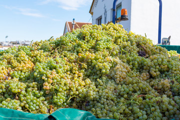 New harvest of sweet white pedro ximenz wine grapes in Montilla-Moriles region, Andalusia, Spain