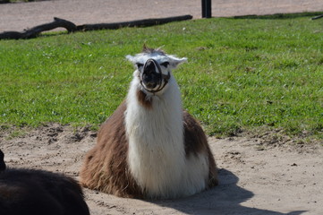 A llama at the farm