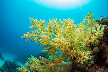 Gelbe Weichkoralle vor blauem Hintergrund mit Gegenlicht beim Tauchen in Ägypten