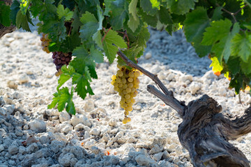 Ripe white grape growing on special soil in Andalusia, Spain, sweet pedro ximenez or muscat, or...