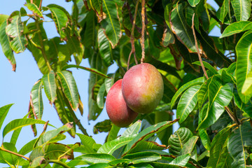 Cultivation of exotic sweet fruit mango in subtropical Malaga-Granada tropical coast region, Andalusia, Spain, ripe mango fruits in tree