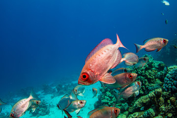 Fische im Korallenriff vor blauem Hintergrund
