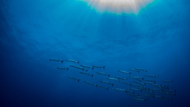Ein Schwarm gro&szlig;er Barrakudas vor blauem Hintergrund mit Sonnenstrahlen