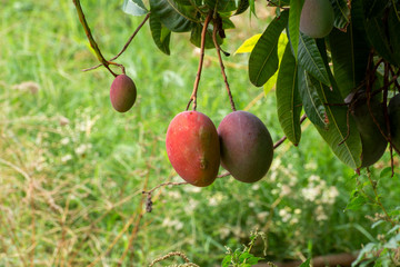Cultivation of exotic sweet fruit mango in subtropical Malaga-Granada tropical coast region, Andalusia, Spain, ripe mango fruits in tree