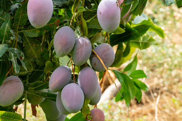 Cultivation of exotic sweet fruit mango in subtropical Malaga-Granada tropical coast region, Andalusia, Spain, ripe mango fruits in tree