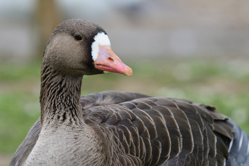 Greater white fronted goose (anser albifrons) © tom