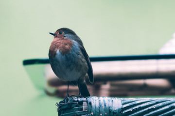 European Robin (Erithacus rubecula) is a small and cute bird posing in front of the camera in an Irish cafe.