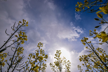 white flowers in spring