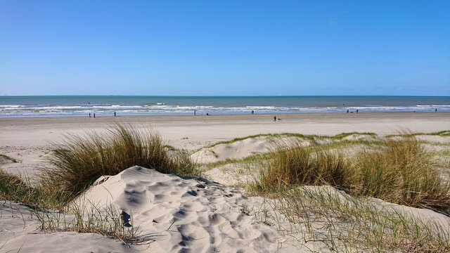 Dutch coastline/beach in the summer with dunes and sand reed