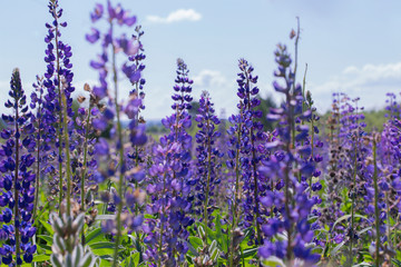 Blooming meadow of blue lupins, selective focus horizontal floral landscape background. Blossom lupine flower