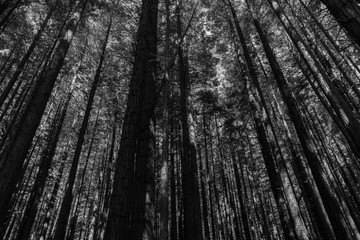 Monochrome landscape in Whakarewarewa Redwood Forest