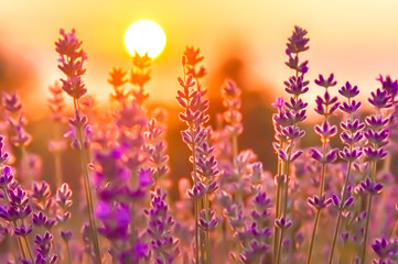 Lavender Flowers at the Plantation Field at the Sunset, Lavandula Angustifolia