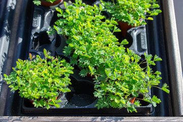 Mimosa pudica perennial herb from the genus Mimosa Legumes Fabaceae. Green leaves of garden mimosa