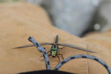 Dragonfly on person