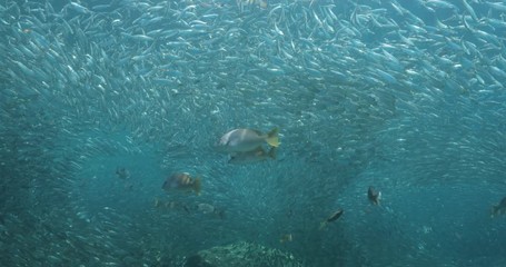 Yellow snapper (Lutjanus argentiventris), hunting sardines, reefs of Sea of Cortez, Pacific ocean. Espiritu santi island, Baja California Sur, Mexico. 